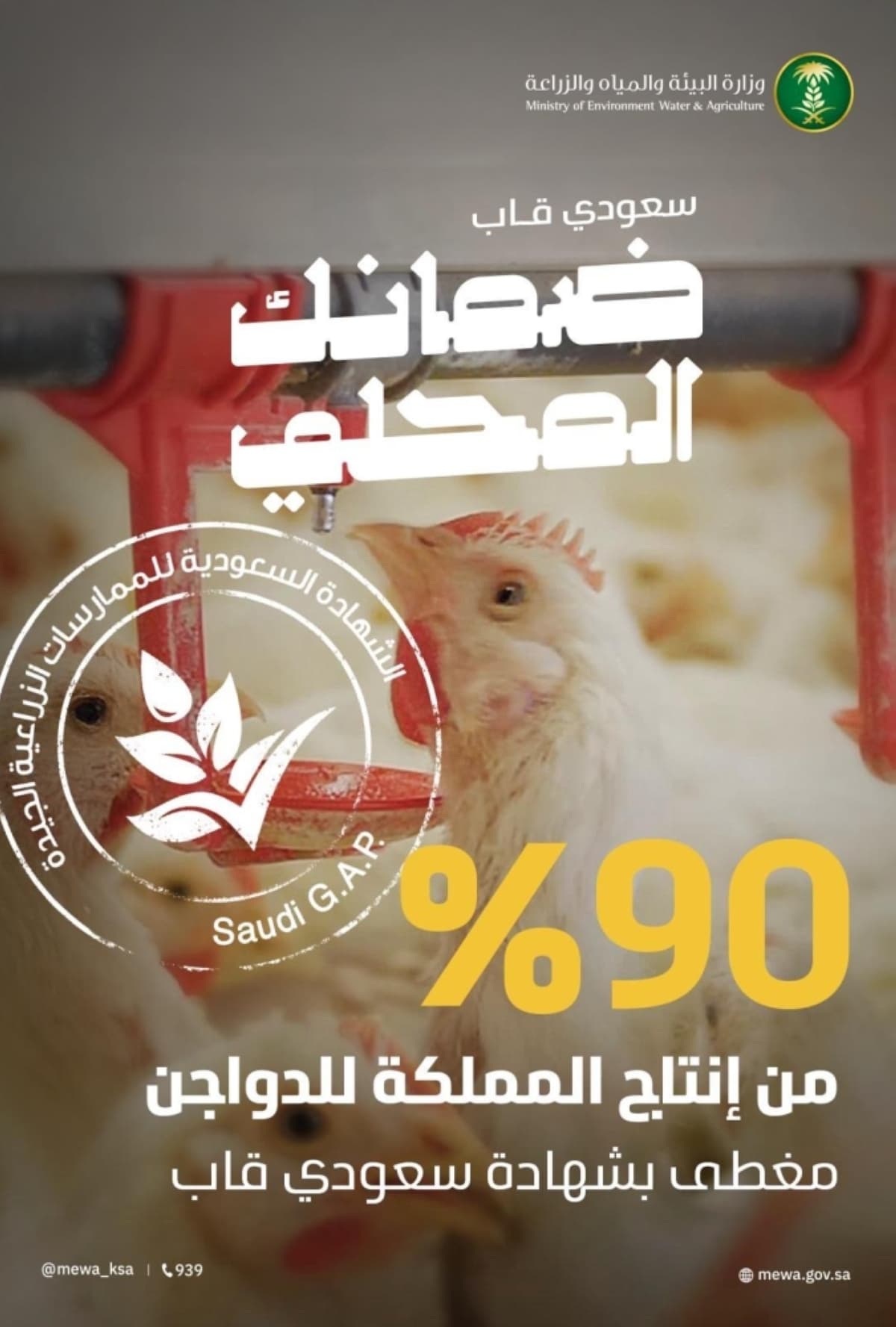 90% نسبة تغطية «سعودي قاب» لإنتاج الدواجن